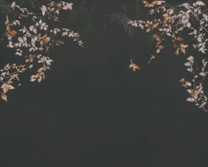 أغصان